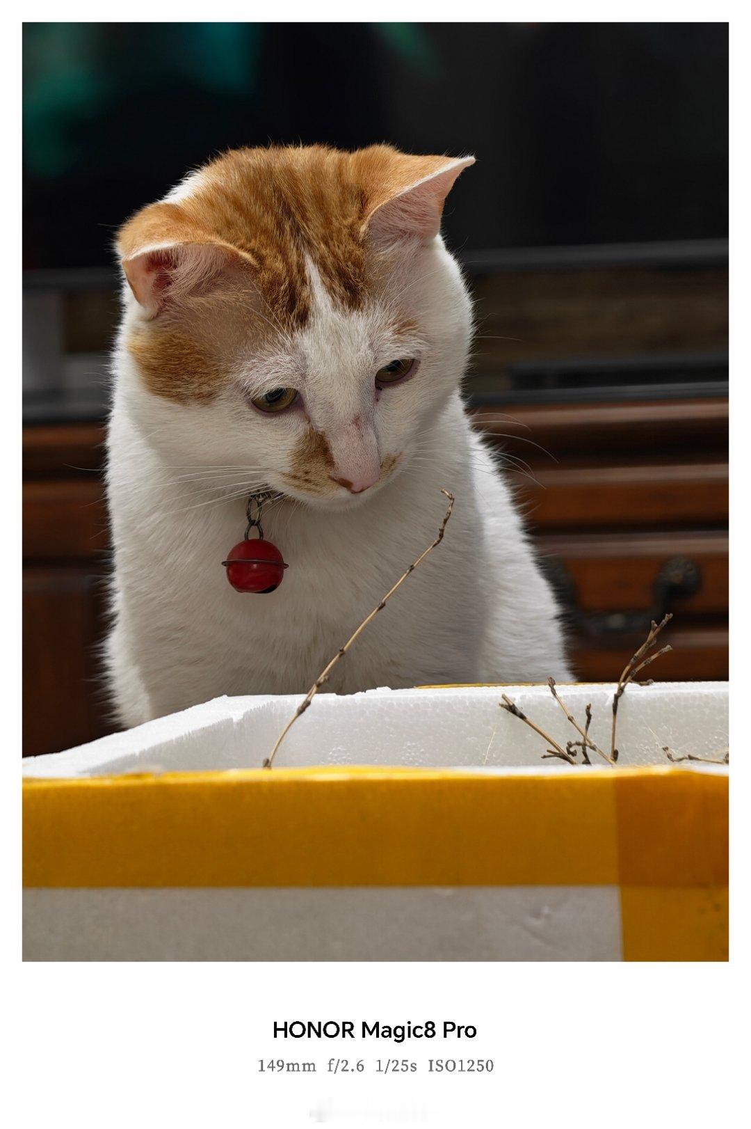 第一次看小猫掉毛看力竭了我家这位也是，掉毛严重，我还鼻子过敏。 