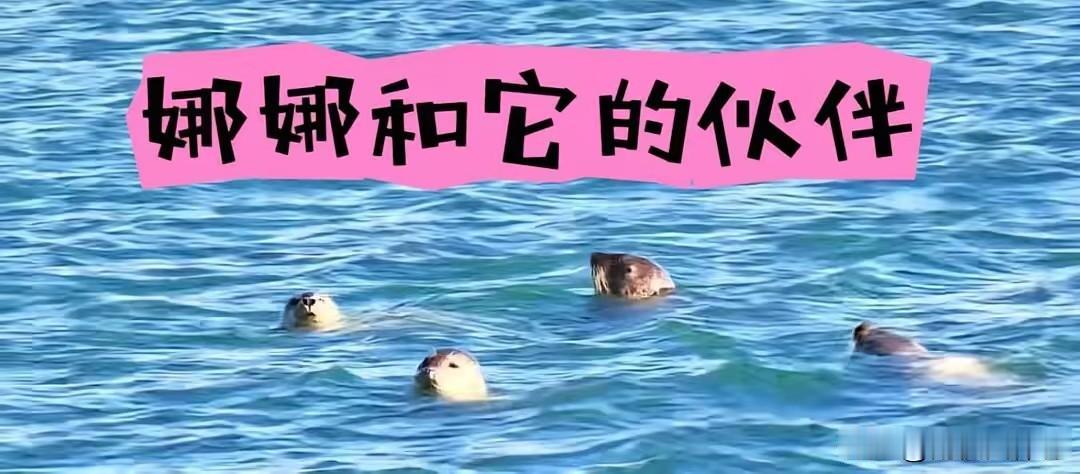 娜娜留在瓜皮岛这事我去查了一下，
不查不知道，一查才知道，
那个被全网心疼了十来