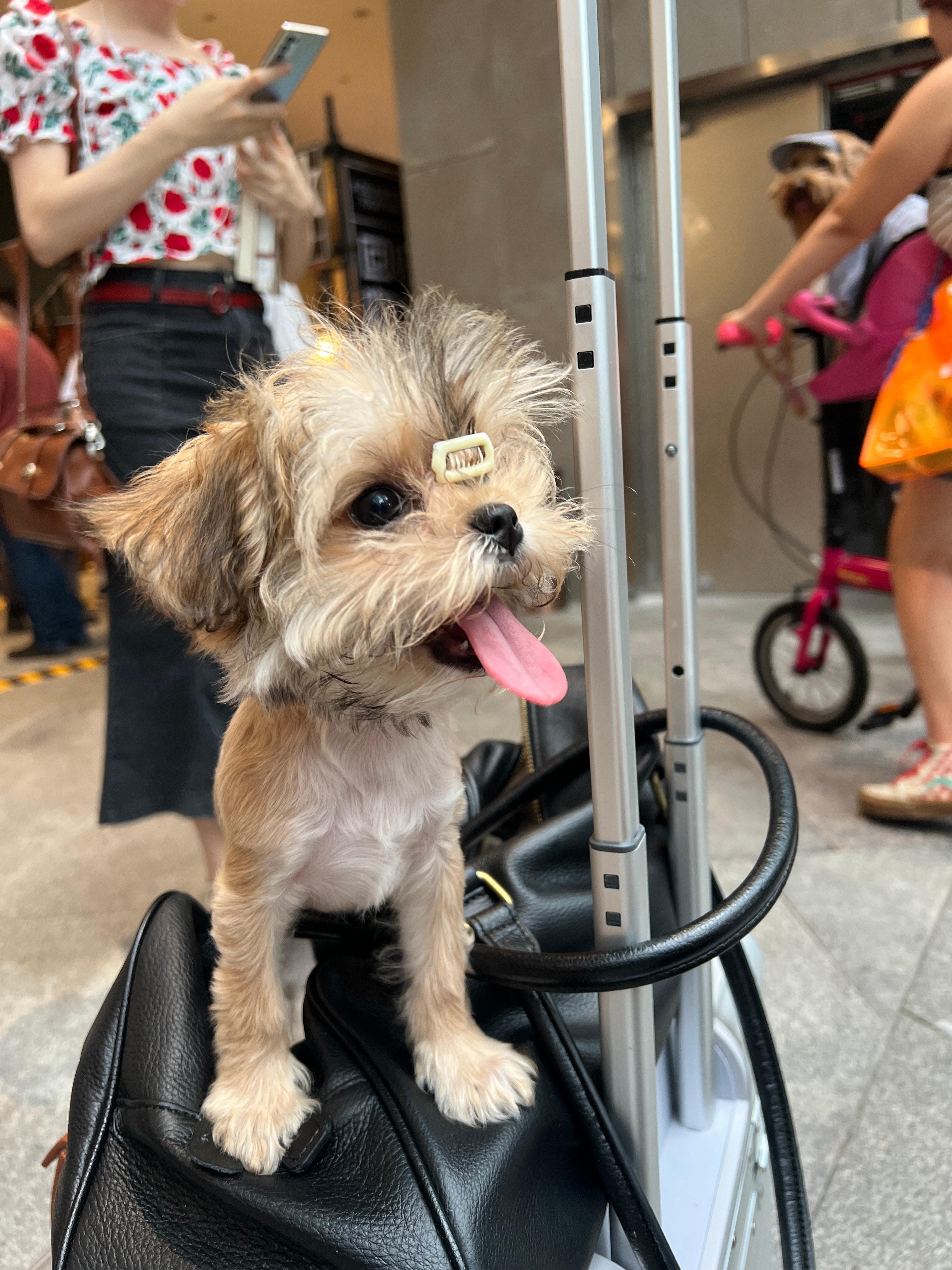 两只宅女终于出门了颜值白羊五一 ​​​