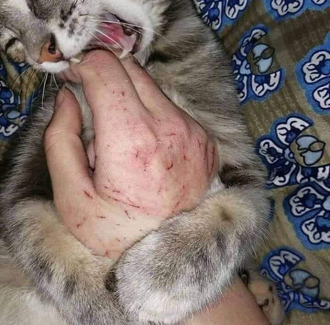 猫猫虐我千百遍，我待猫猫如初恋 ​​​
