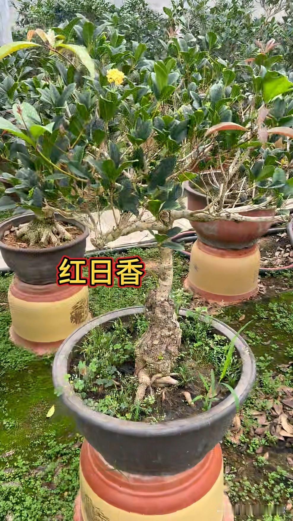 什么桂花最好最香的可以选择金桂，银桂，花色鲜艳的可以选择丹桂，花期长的可以选择四