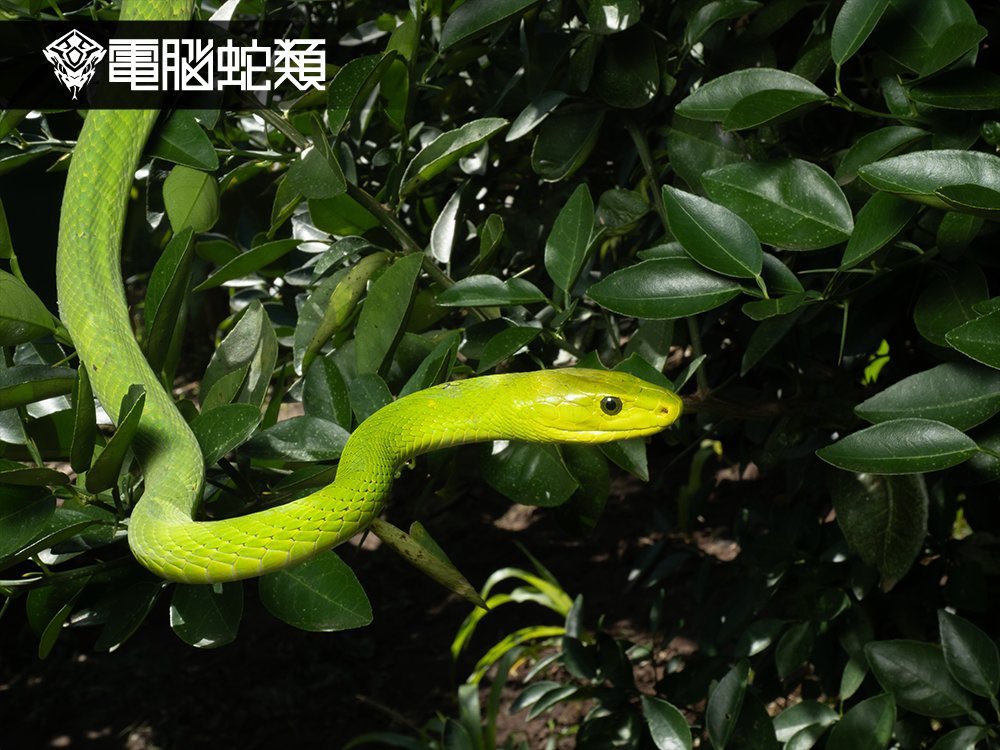 东部绿曼巴蛇eastern green mamba （Dendroaspis a