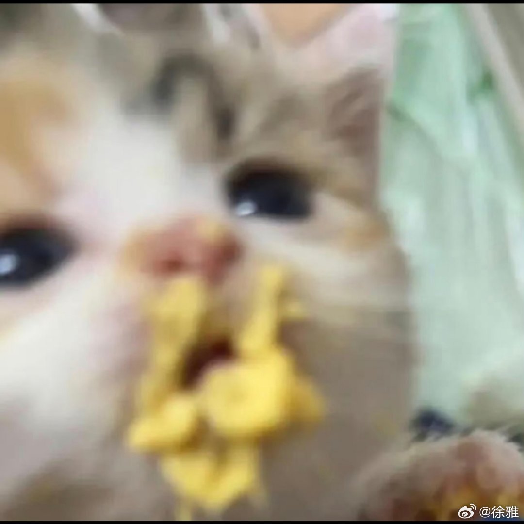 猫咪表情包。 