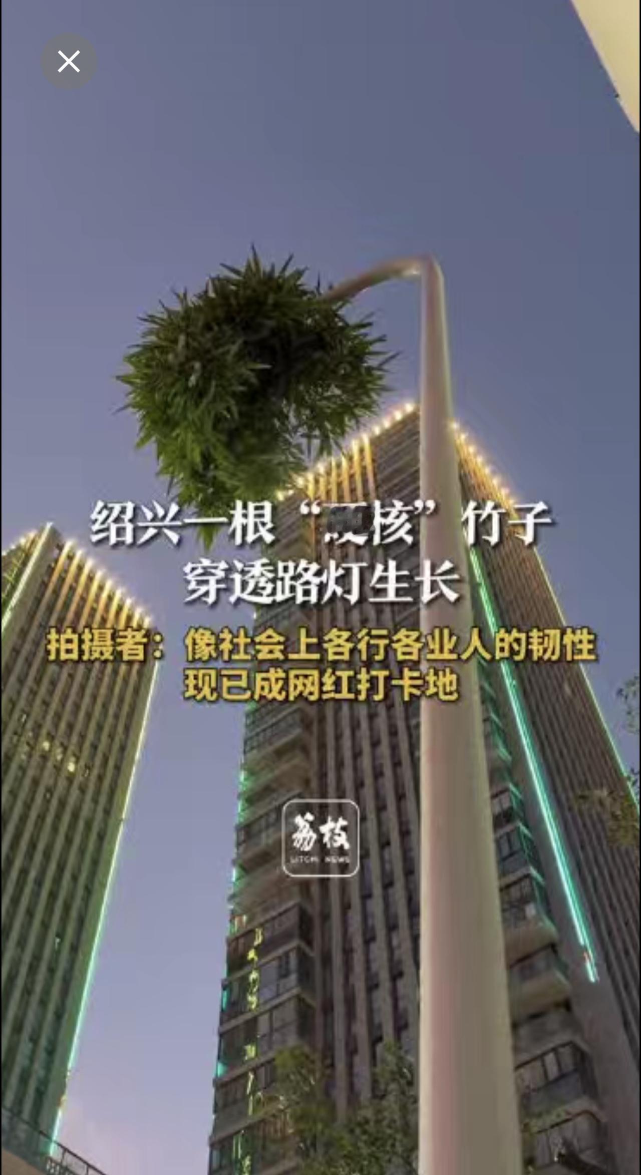绍兴一根“硬核”竹子穿透路灯生长 拍摄者：像社会上各行各业人的韧性 现已成网红打