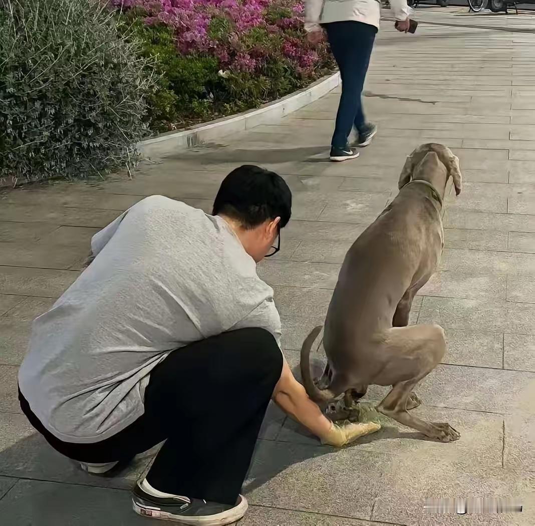 文明的养狗人
一狗正在拉屎，这主人居然直接用手接着，这一幕真的太震撼了。很多养狗