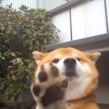 椰敏捧体育