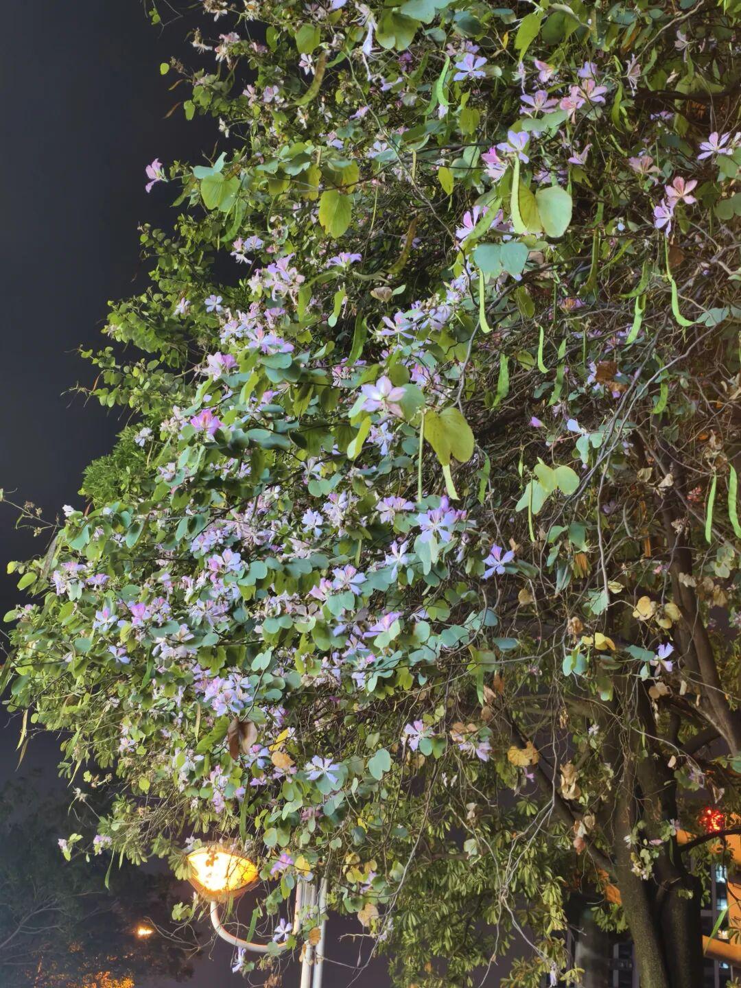 春日生活打卡季现在感觉这个网络越来越不好啦。时不时的要用数据来改善流量。也不知道