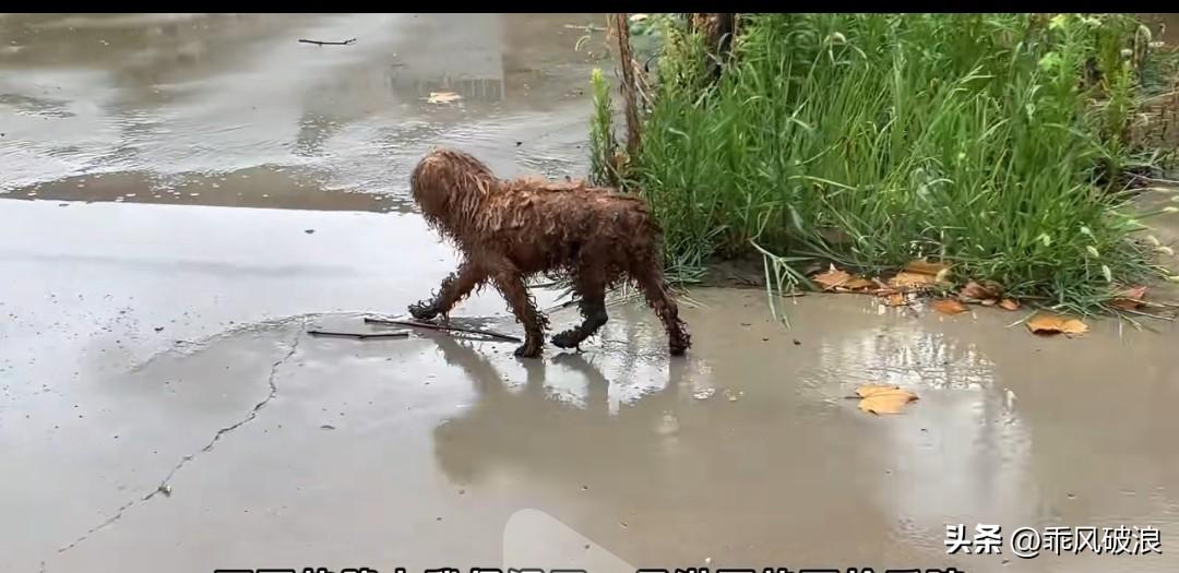 大雨倾盆，一只流浪小狗无处躲藏。它跑到青藤下避雨，非但没躲开雨，还被青藤缠住了脚