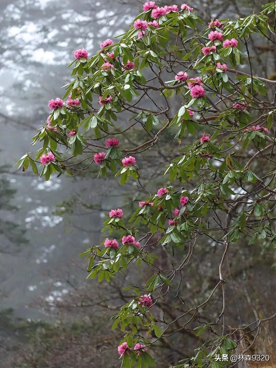 新年爱好打卡墨脱高原杜鹃