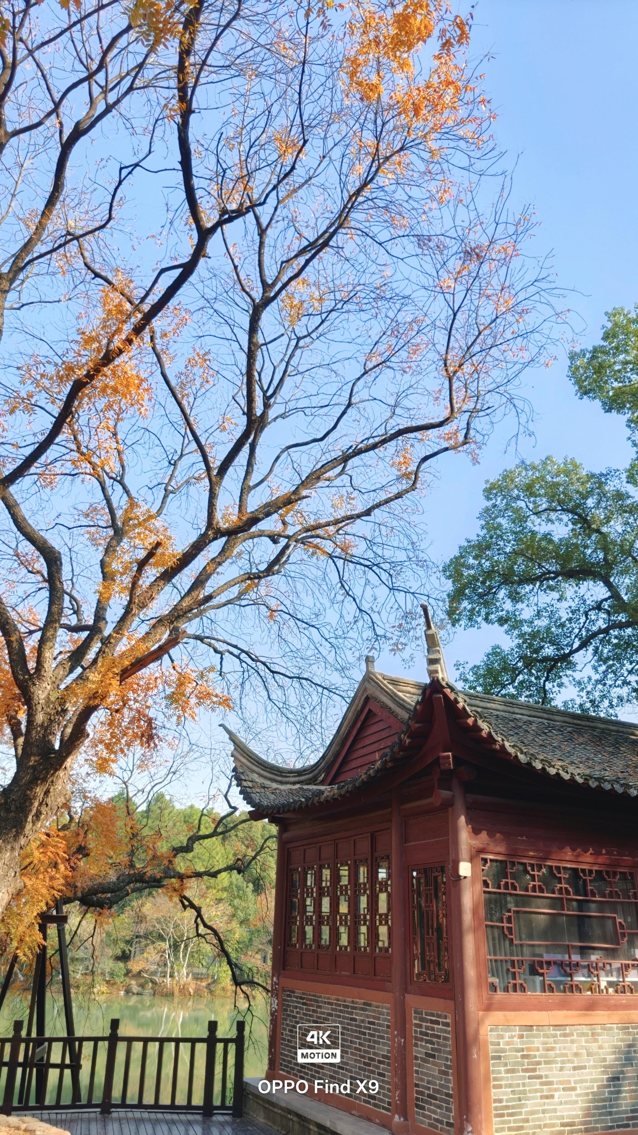 倒计时7天！大地最后的金色盛宴，再不来拍就等明年了！秋日限定🍂治愈系...