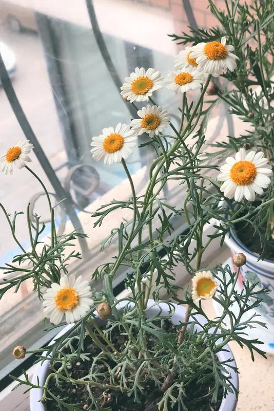 从数据看，已婚男性平均寿命高于未婚或离异男性，妻子的关心照顾让丈夫生活更规律，死