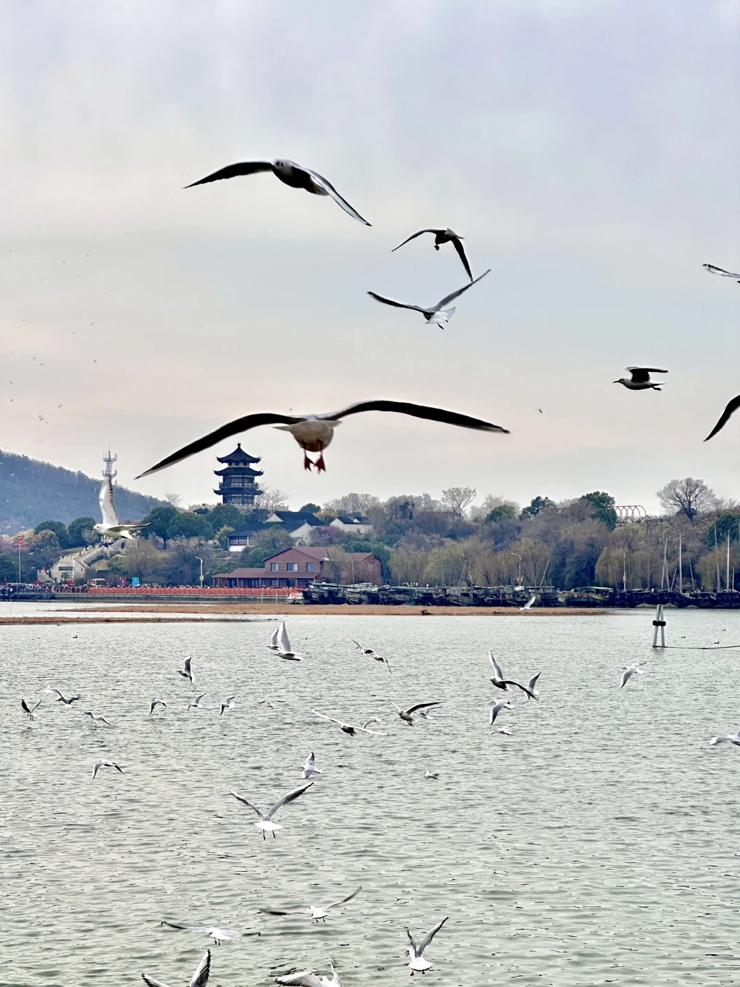 2.19 Live！冲山岛听劝！红嘴鸥多到前所未见！