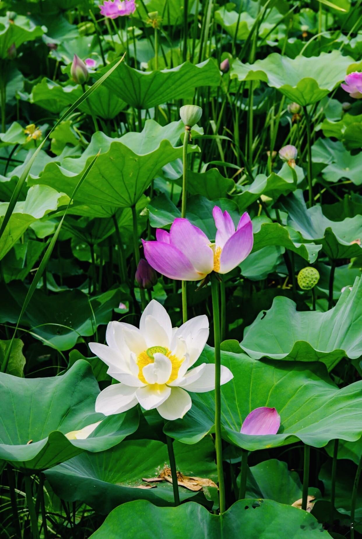 夏日出门逛逛，随手一拍，满池荷花亭亭玉立，碧绿荷叶铺满水面，粉白花朵清雅脱俗。路