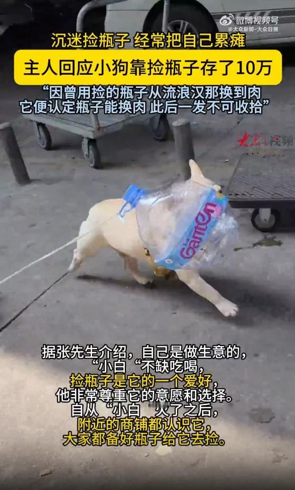 广州这只法斗叫小白。爱好是捡瓶子。五一假期自己捡的加上别人送的卖了216元。曾用