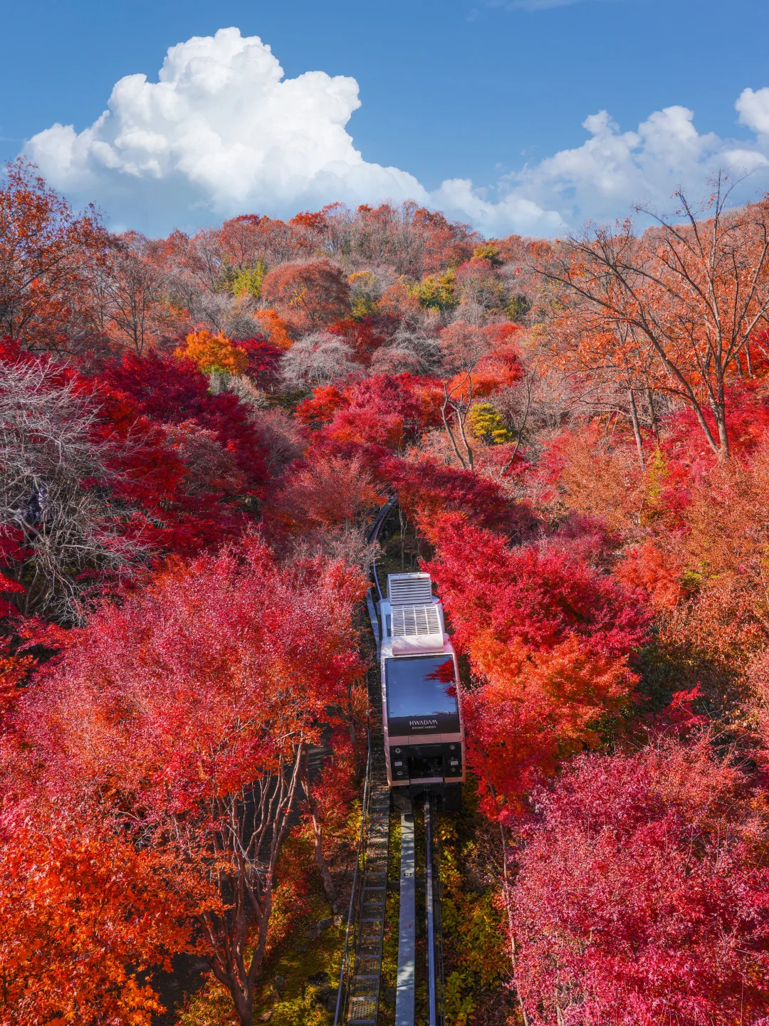 11.12和谈林红枫实况❗️秋天浓度已达100%