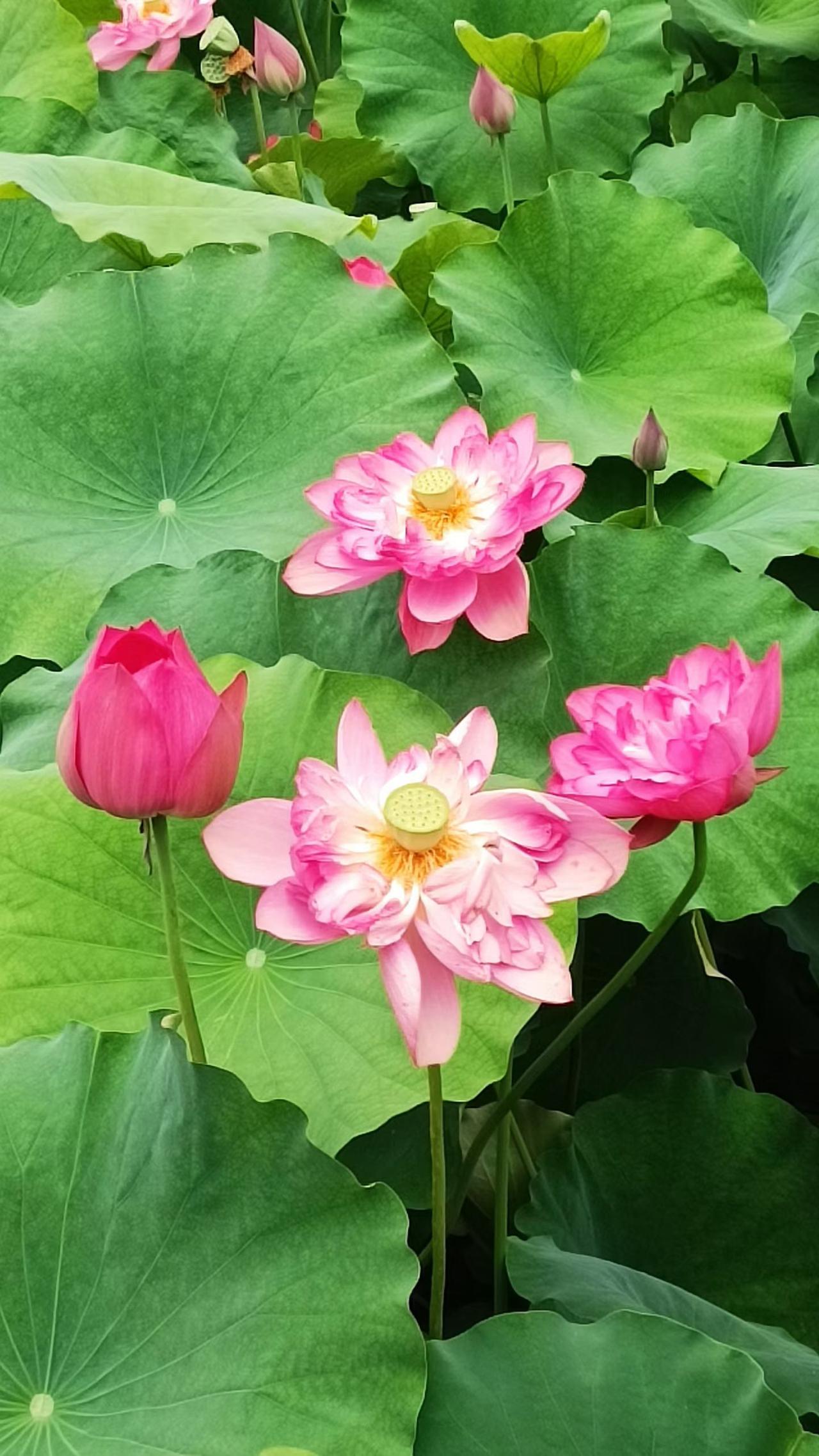 为荷而来，因荷而醉

六月初夏的蓉城，风携荷香，微风尚凉。成都第一波荷花，在文化