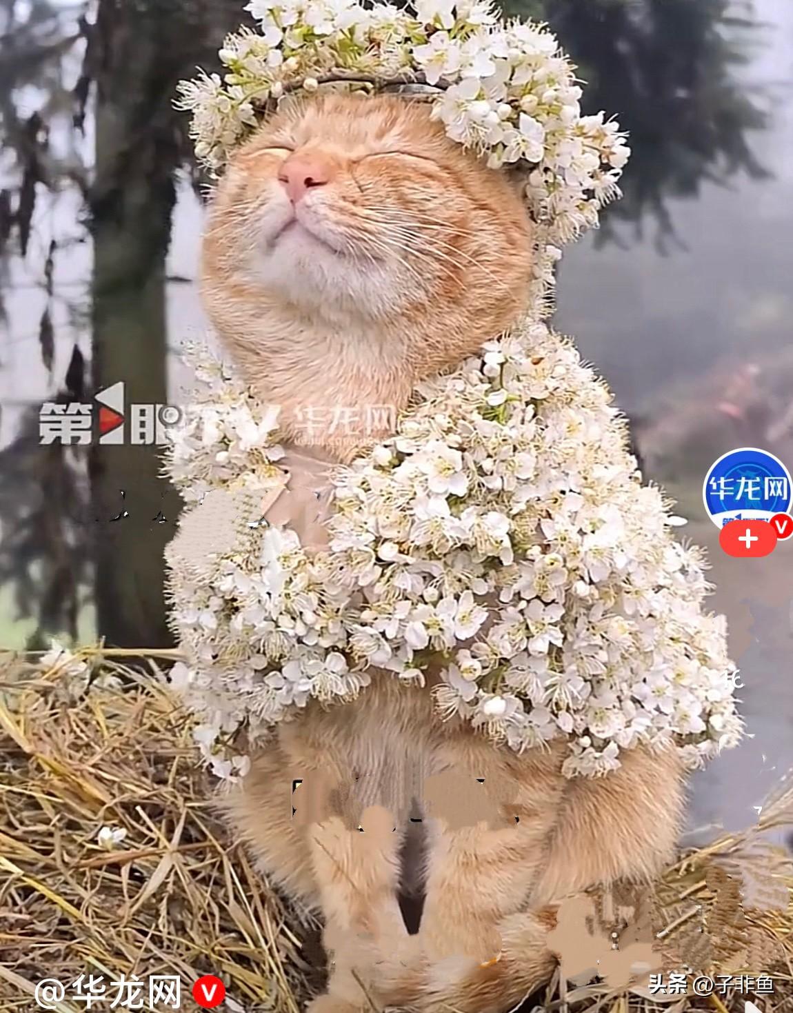 贵州遵义一女主人养了一只中华田园猫咪，从1岁开始养的，现在猫咪4岁了，它太乖了，