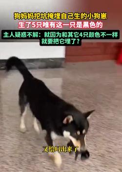 “解释不清了！”8月4日河南乡村频道报道，广东，一只黑狗生了五个幼崽，四黄一黑。