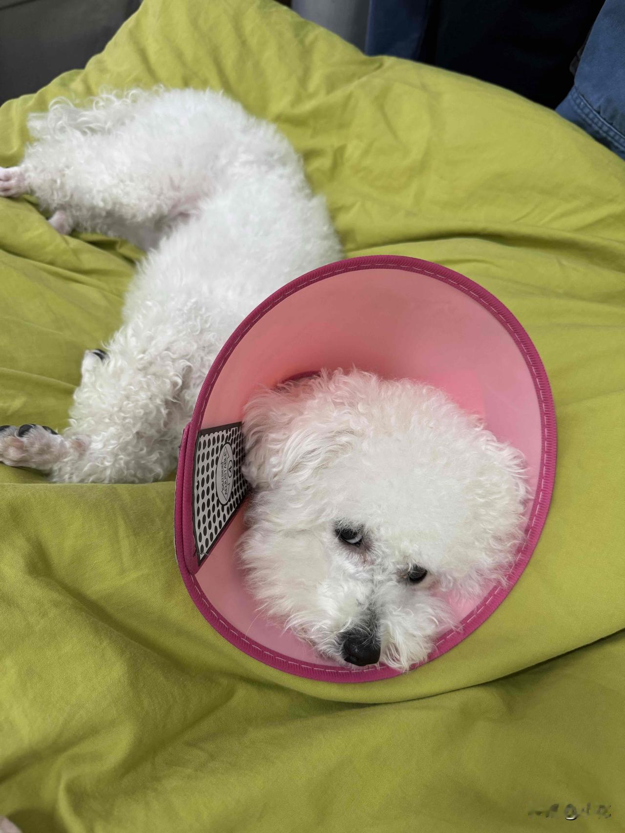 大年二十八给我家小比熊洗完澡，那叫一个美啊，直接蹦被子上趴着不下来了，撵都撵不走