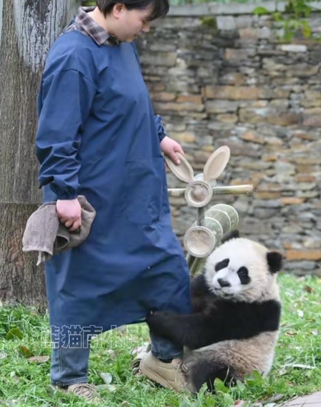 熊猫宝宝真黏人啊，身后有那么可爱那么漂亮的竹制玩具不玩，就要抱住李奶妈的腿，想让