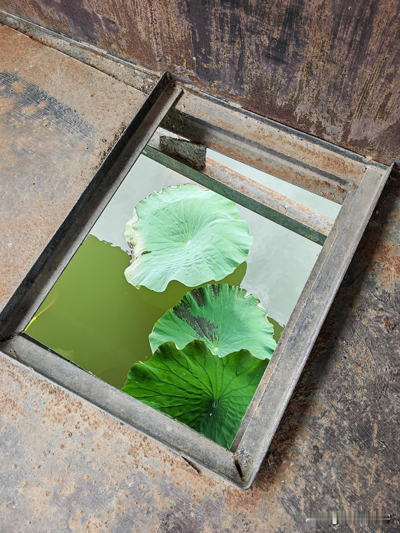 千里青云飞，万顷碧荷香。一湖游人醉，四圩柳丝长。＿＿公历7月5日游淮南焦岗湖