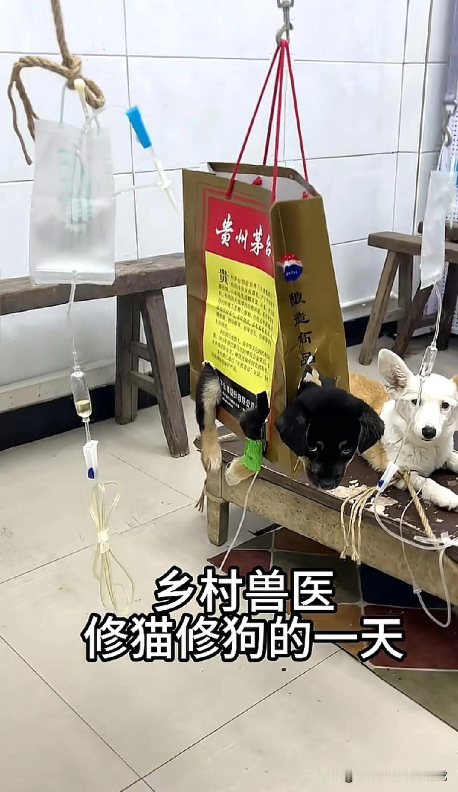 现在兽医比牙科还赚？
乡村兽医用茅台箱给狗输液，网友吵翻了
 
家人们，今天刷到