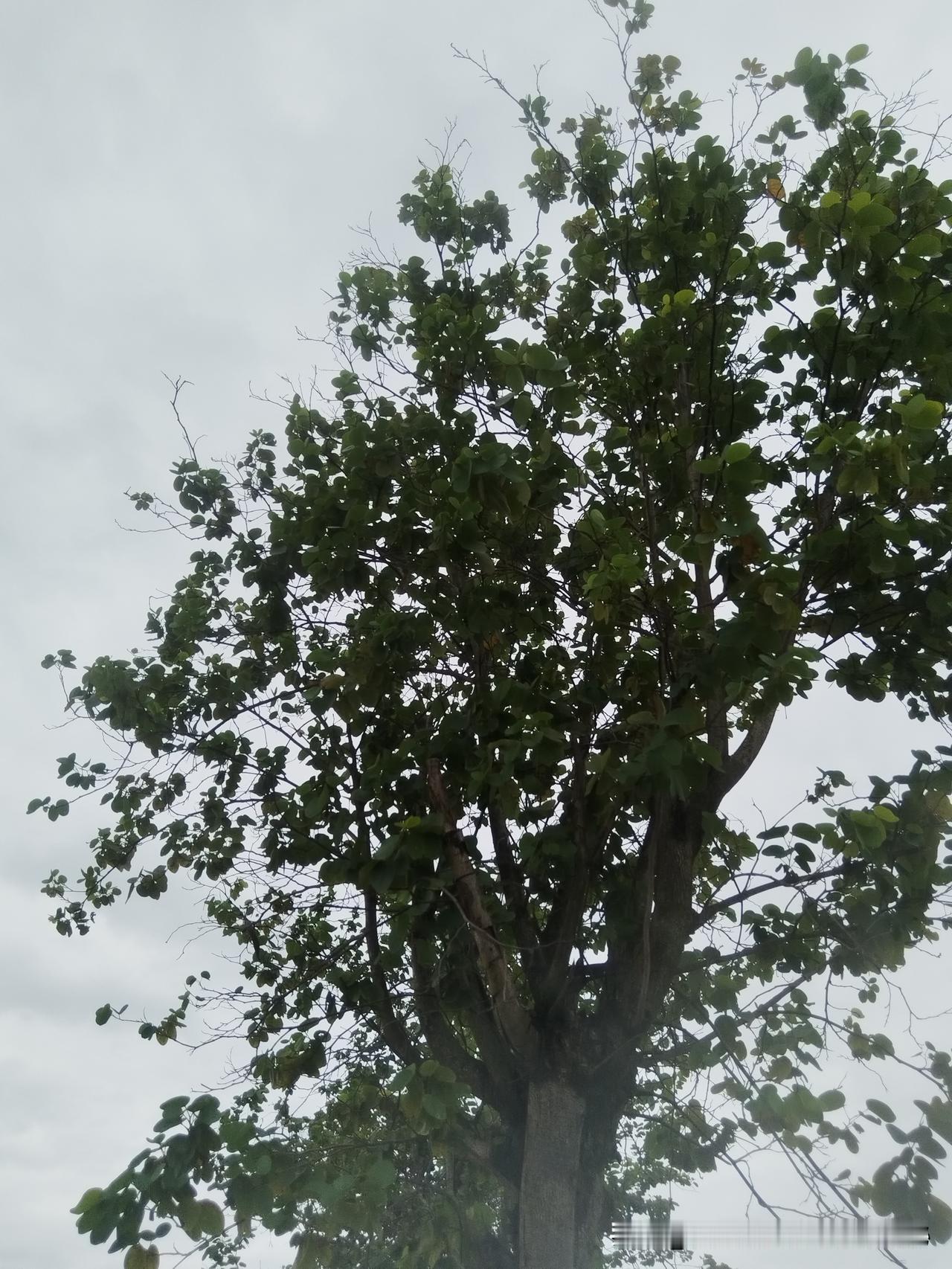 早安，风雨后的你雨后问候 

清晨的第一缕光，穿透了昨夜留下的雨痕，在窗玻璃上画