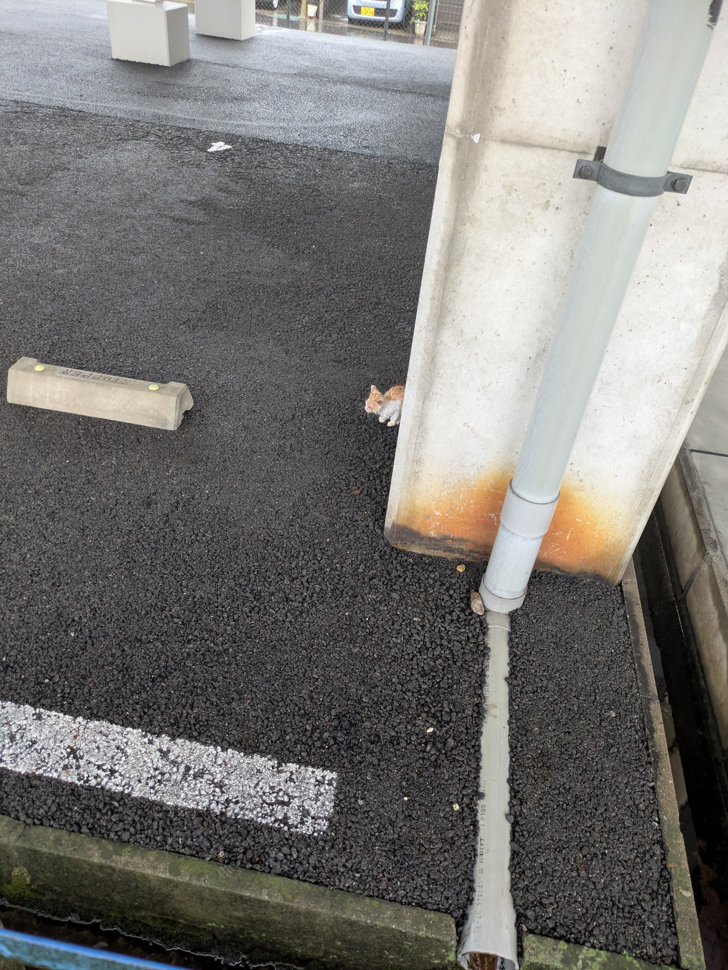 ➀➁捡到的那天（大雨淋湿了）➂3个月后，公主、天使 ​​​