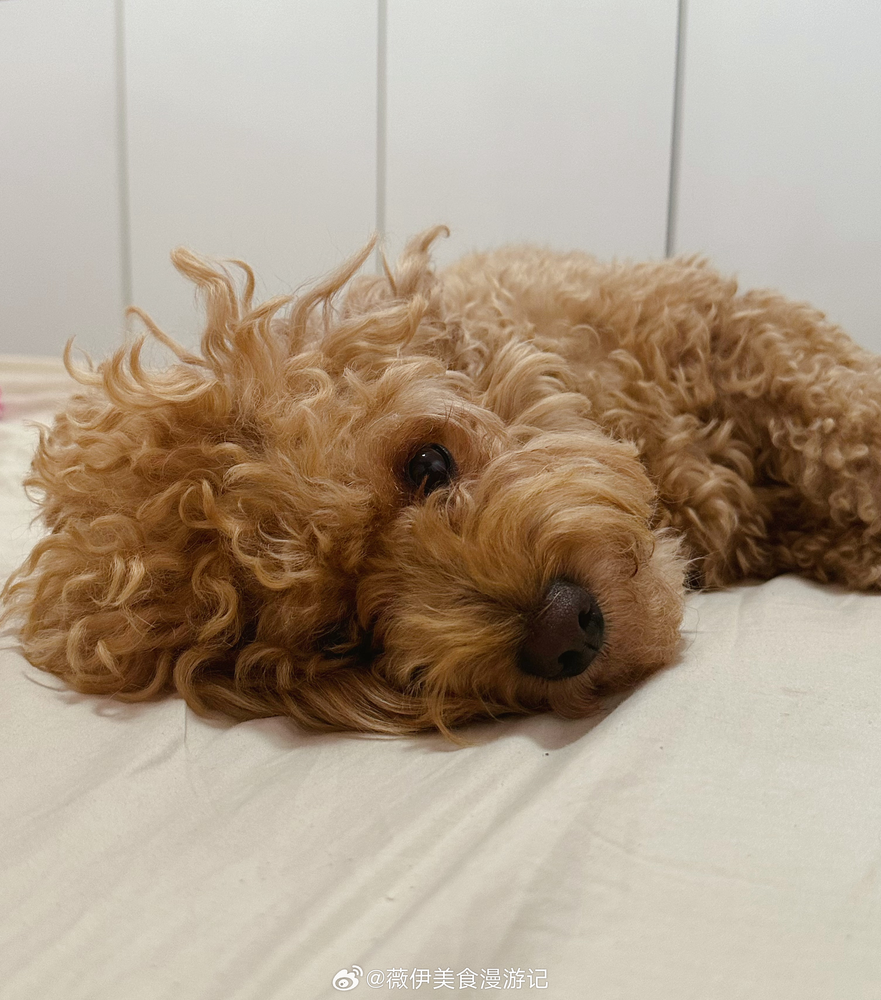 在“骗小狗”这件事上，怎么到最后被小狗🐕骗了呢[允悲]遛狗不知不觉从每天4趟变