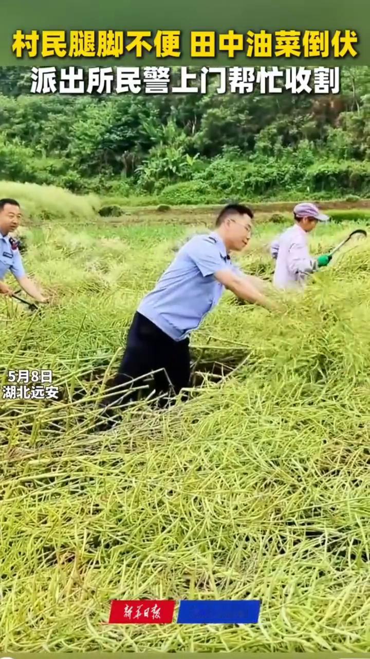 村民腿脚不便，田中油菜倒伏，派出所民警上门帮忙收割。
交汇点新闻。
5月8日湖北