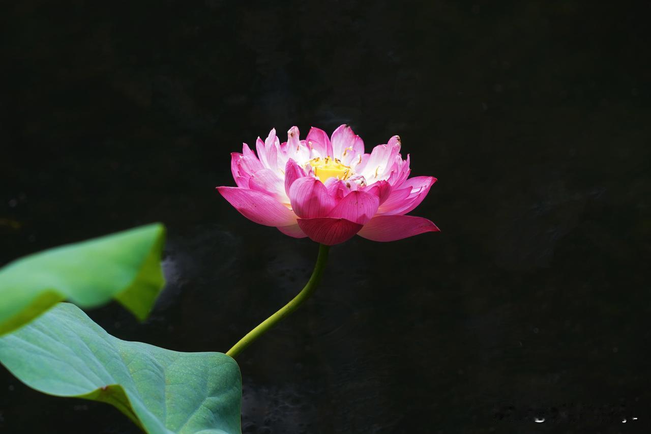 大暑如约，荷花飘香。
广州越秀公园（东秀湖）荷花迎客，湖中的黑天鹅在水里漫游，青
