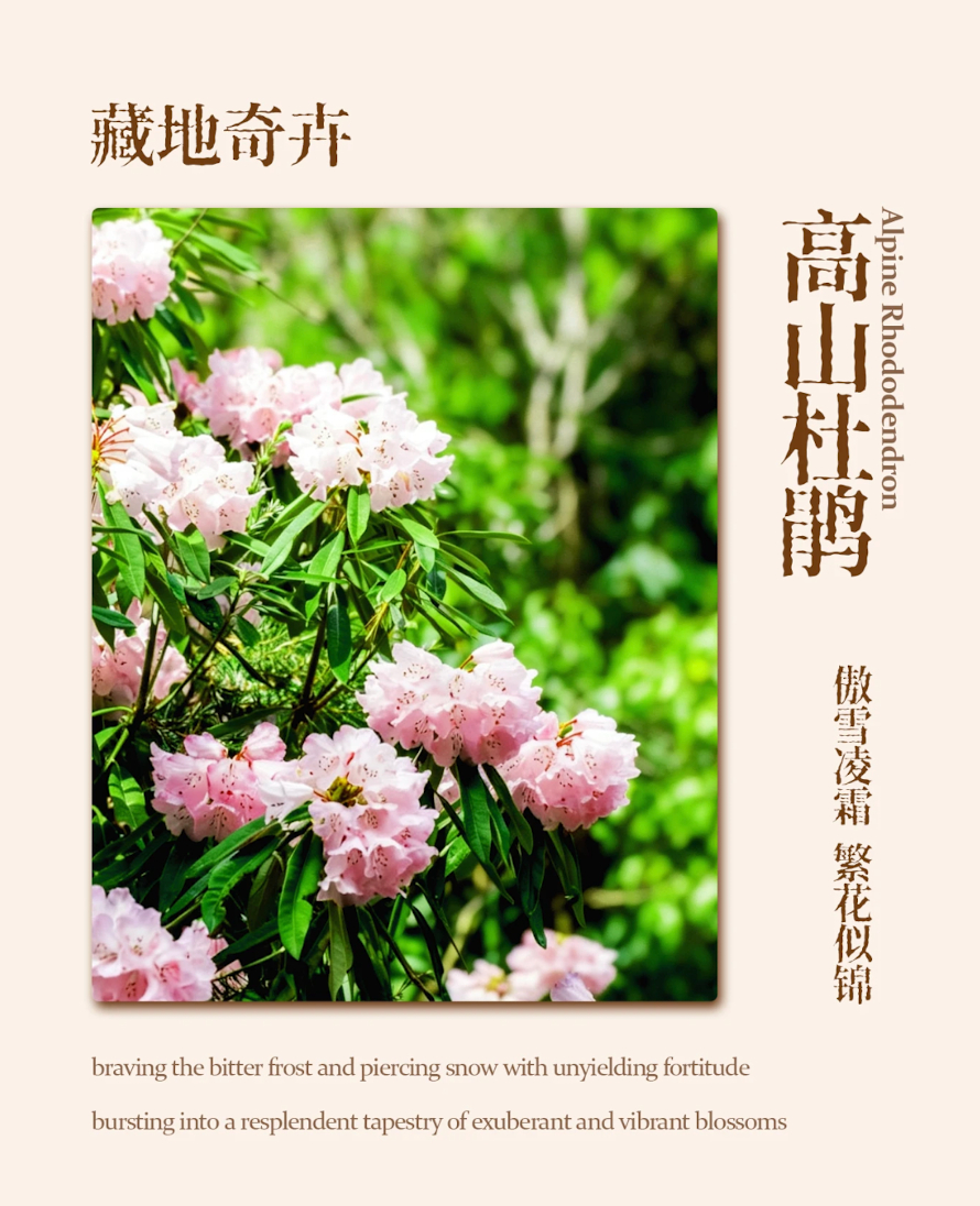 高山杜鹃生长近20年才开花近20年，如果以人类的尺度来衡量，是一段不短的光阴。足