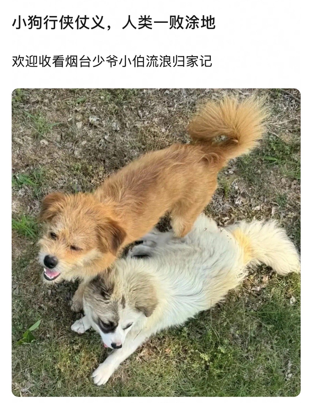 世界破破烂烂 狗狗૮ • ﻌ - ა缝缝补补🐕 