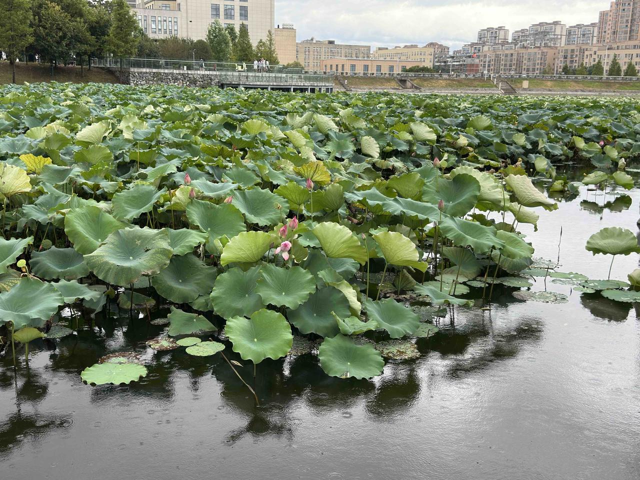 事到临头家里有人动手术住院需输血治疗时才知：

平常参加无偿献血的，对于自己或亲