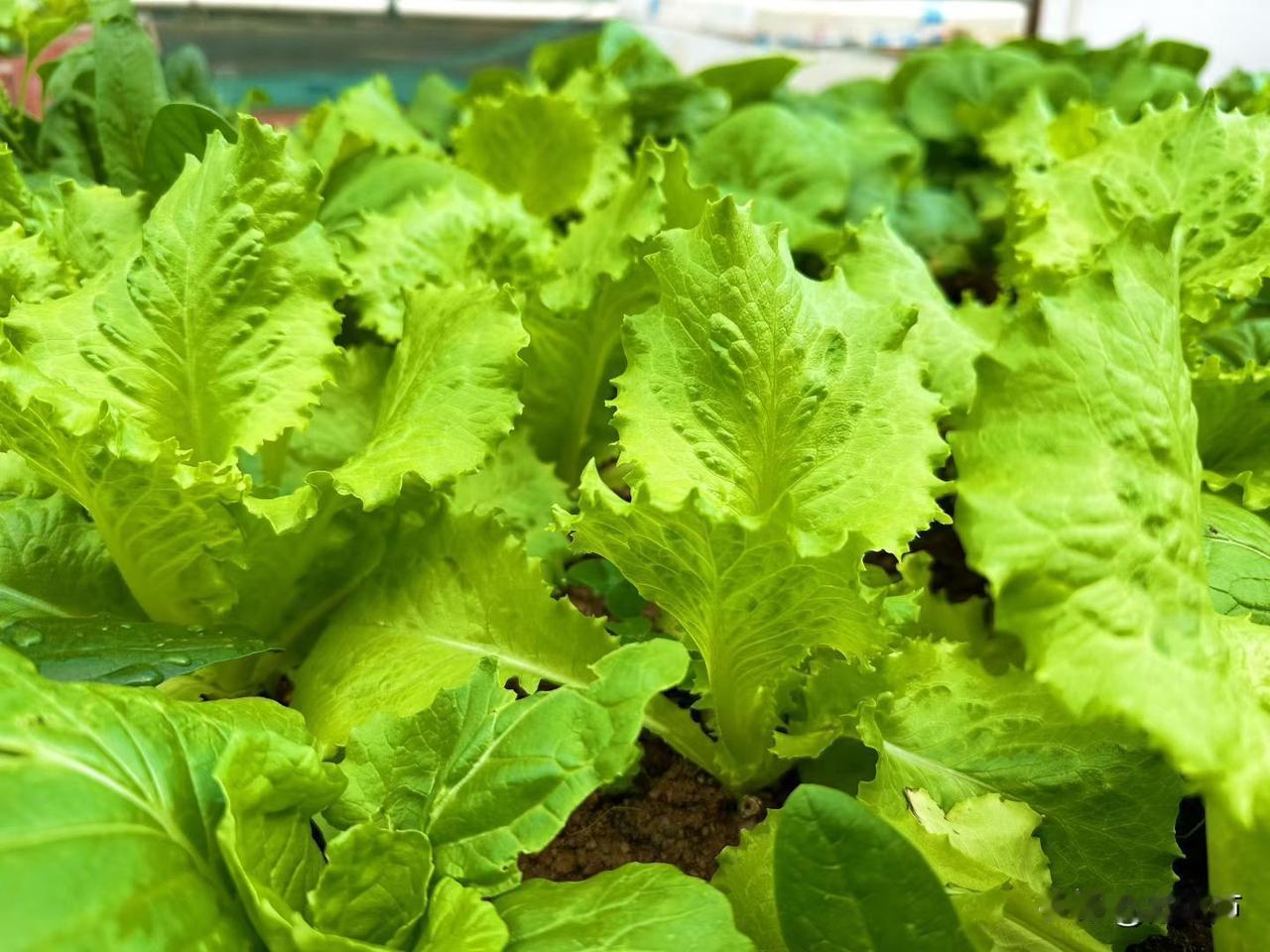 西红柿贵，我不吃
​榴莲贵，我不吃
​无花果贵，我不吃，那吃啥？
​啥便宜吃啥。