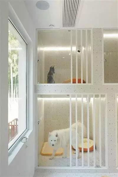 《宠物寄养代喂养预订量暴涨300%！单日千元仍秒空，背后藏着什么秘密》
 
“距