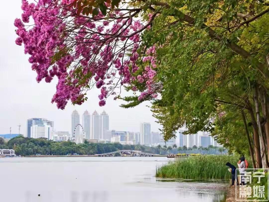 南宁早春顶流浪漫！家门口的“绝绝紫”藏不住了

不用远行，不必奔赴远方花海，南宁