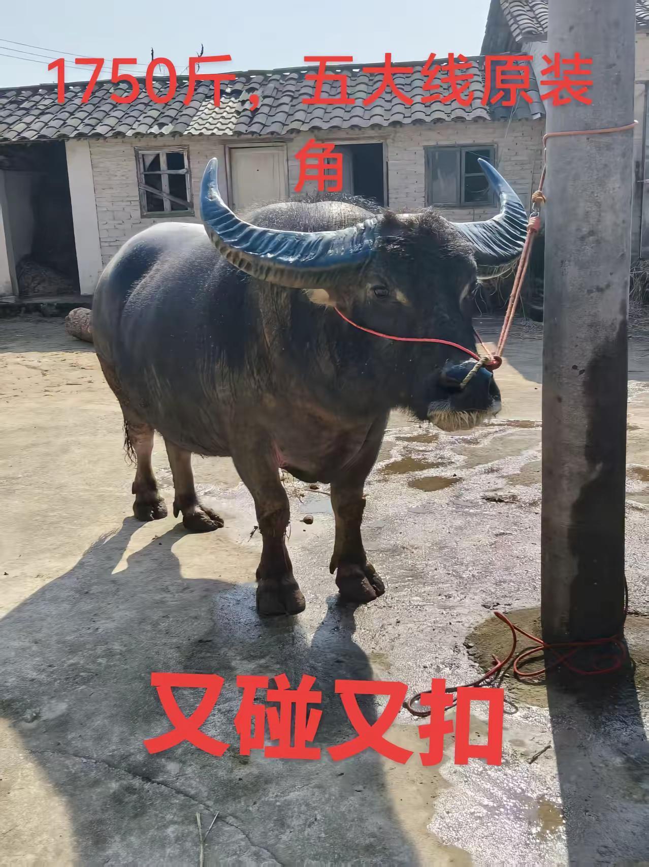 喜欢的来家看牛在兴仁。