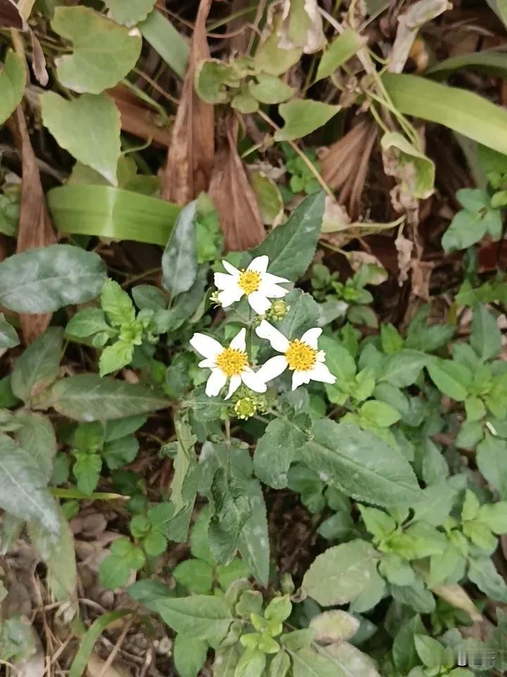 能接受。

香菜的清香味还挺提味的，不管是拌凉菜还是煮面加一点都很合适。
香菜 