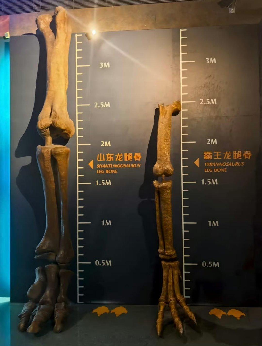 山东人长得高，不是没有道理的[哈哈][哈哈][哈哈] ​​​