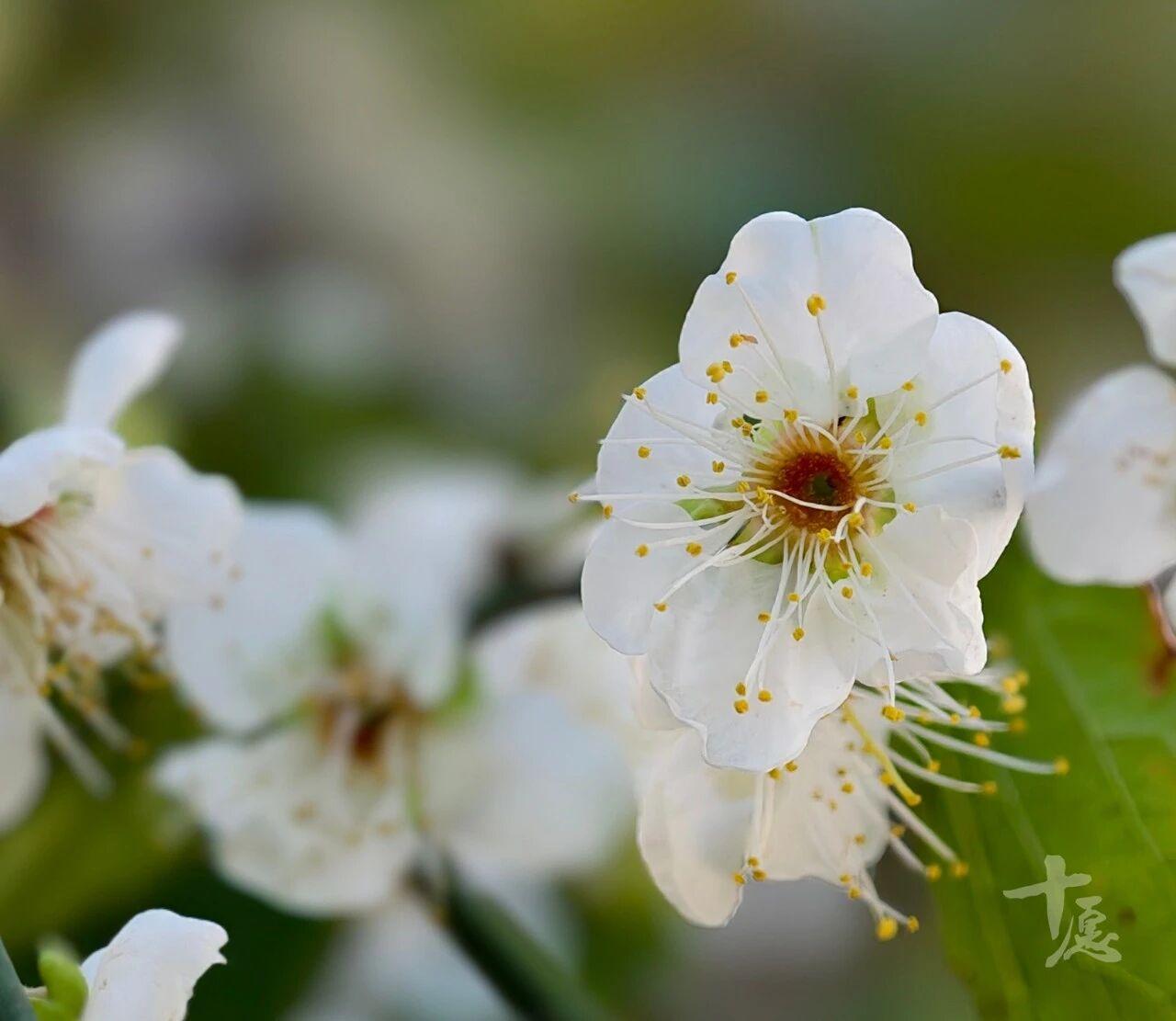 有僧问：“师父的灵丹妙药是什么？”
香林澄远答：“不离众味。”
僧人接着问：“吃
