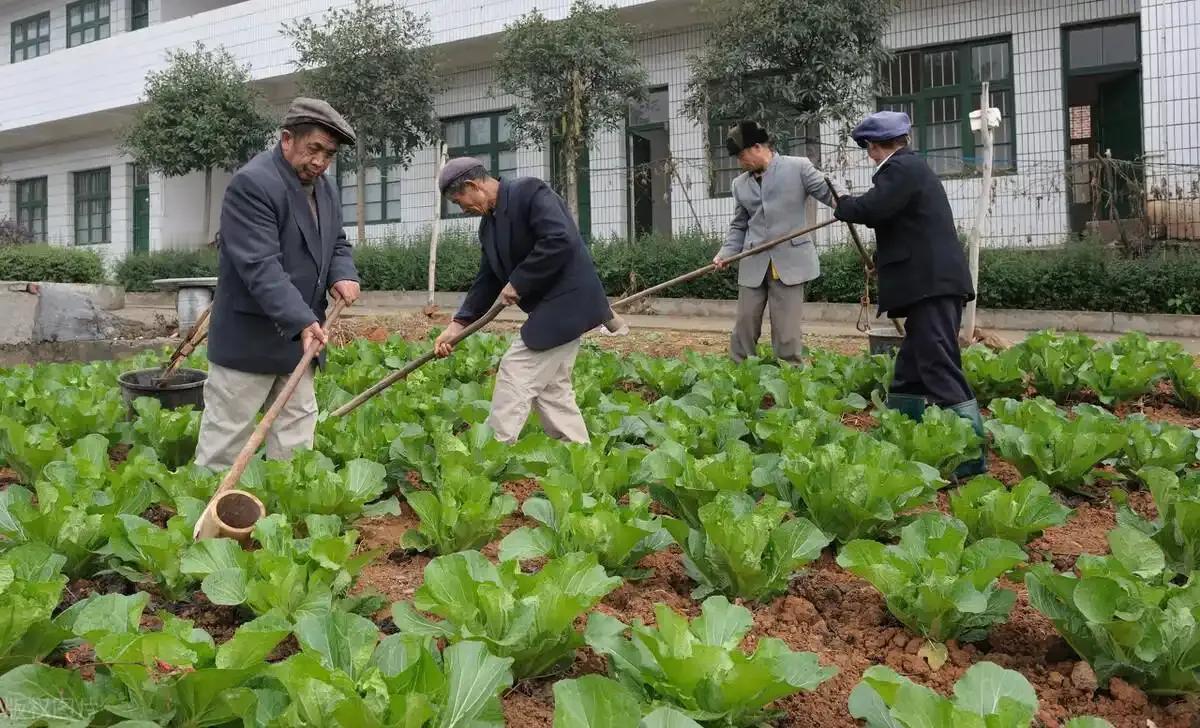 中国祖辈都在用的“粪水浇菜”，欧洲icon科学家却才发现，为什么？
 
中国用粪