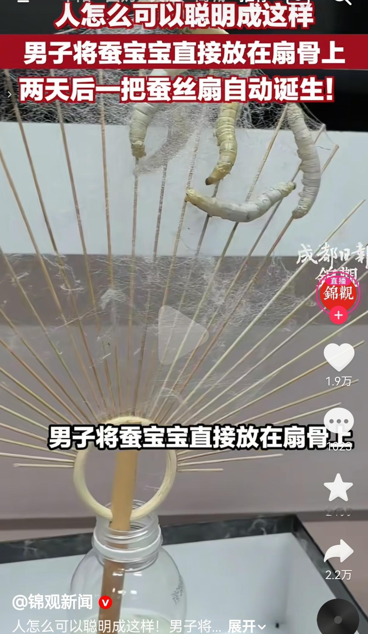 福建大哥把10只蚕宝宝放上扇骨，两天后直接“织”出一把天然蚕丝扇，这脑洞我服了！