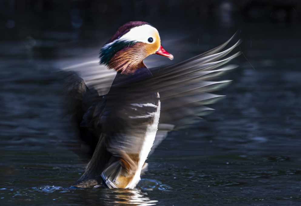 2026我的动物朋友 鸳鸯振翅水间，彩羽流光，红喙灵动，倒影摇曳。似自然绘就的浪