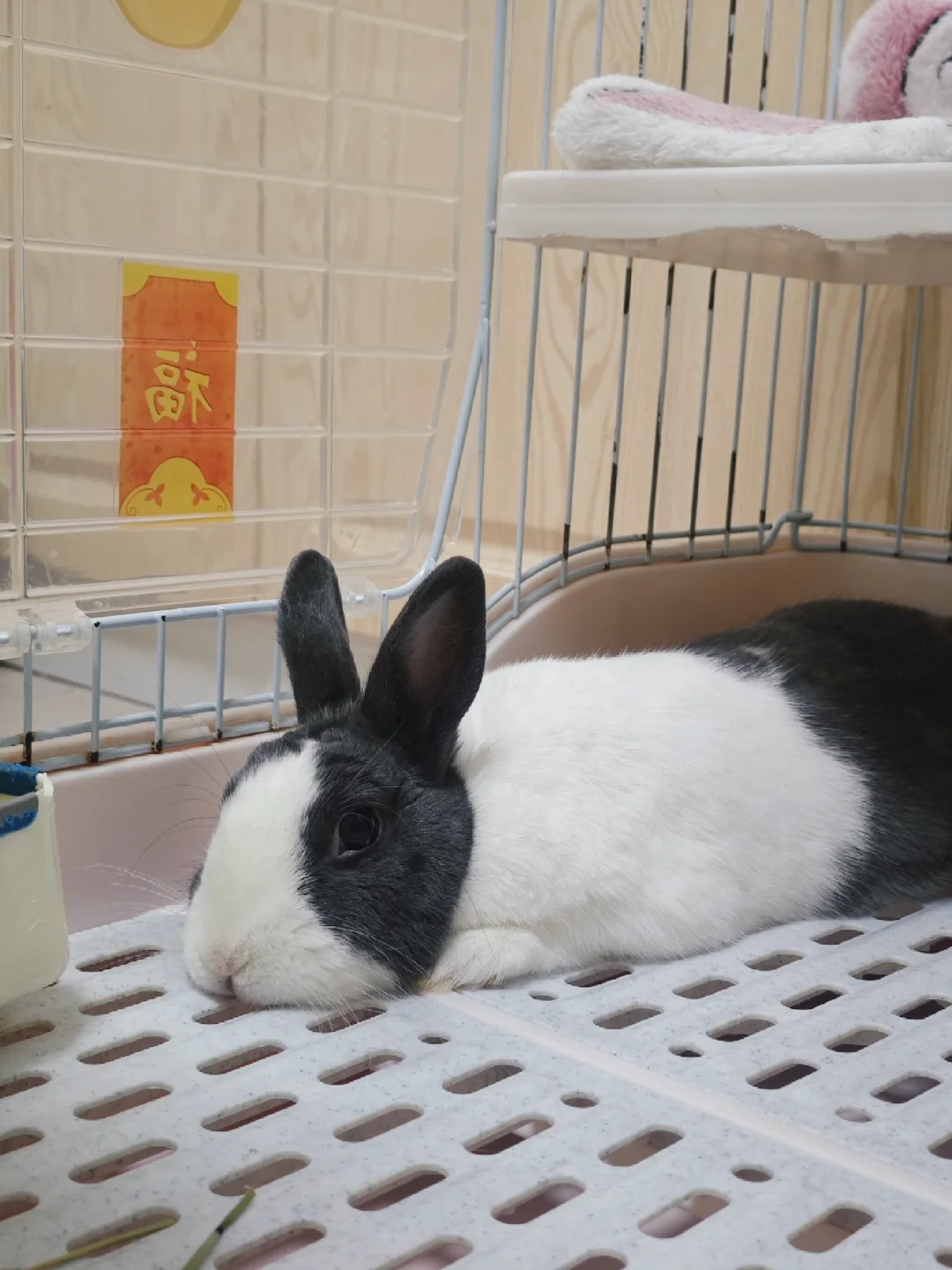 小兔子能有什么烦恼呢