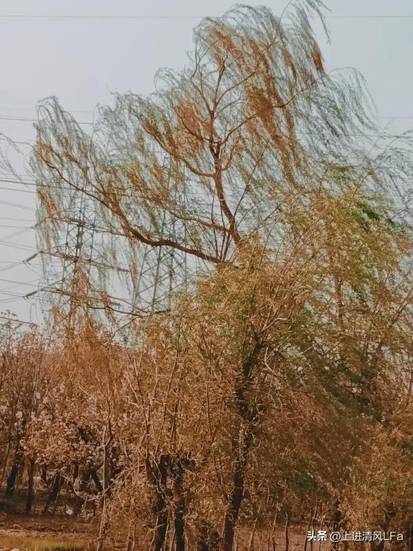 一句话记录春日心情 春风像温柔的手轻挠脸颊，阳光从梧桐叶缝洒下，墙角野花点头，一