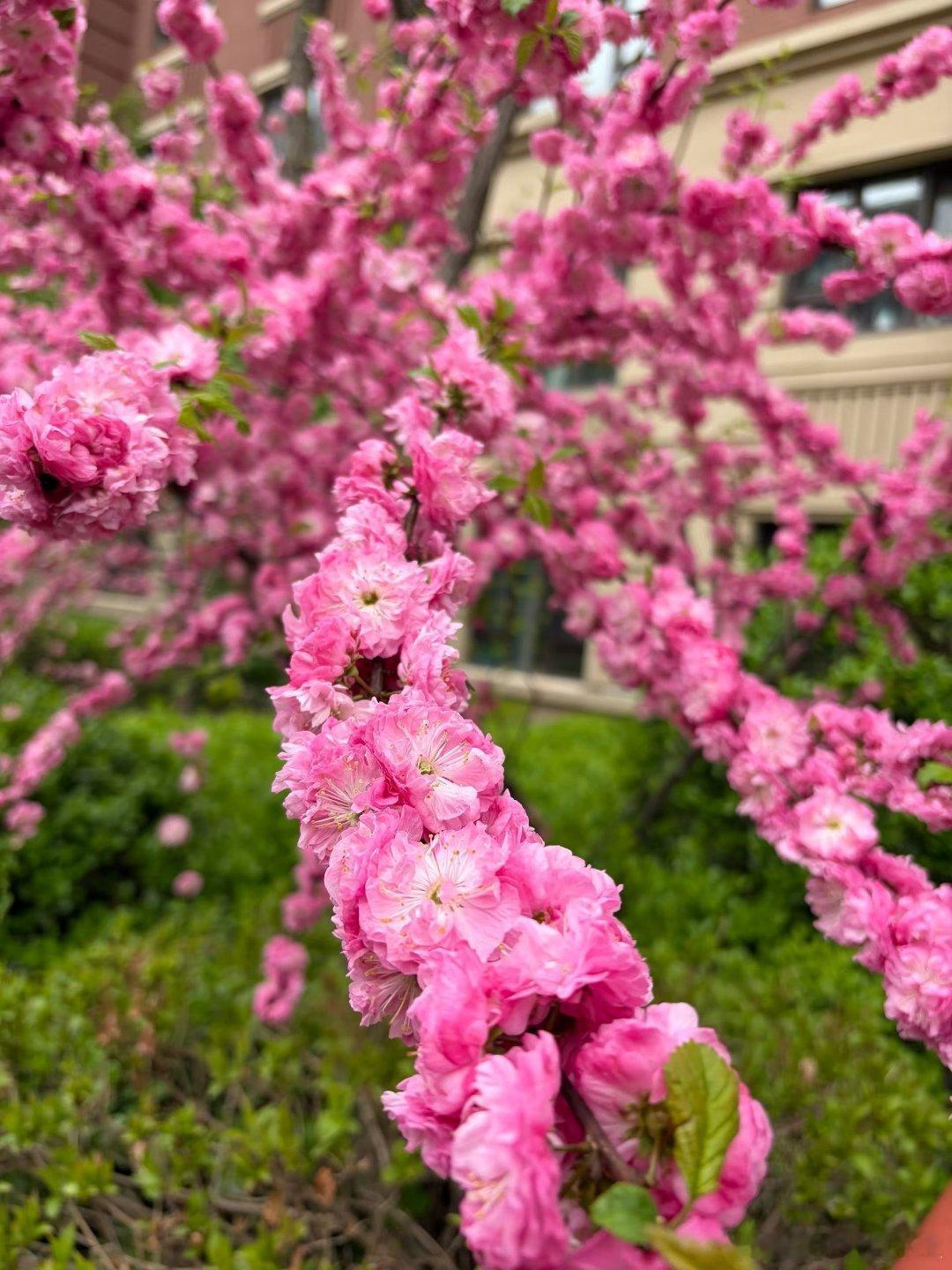 昨天吃完饭出去散步，这个季节真好，不冷不热，春光正好，微风不燥，适合遛弯 