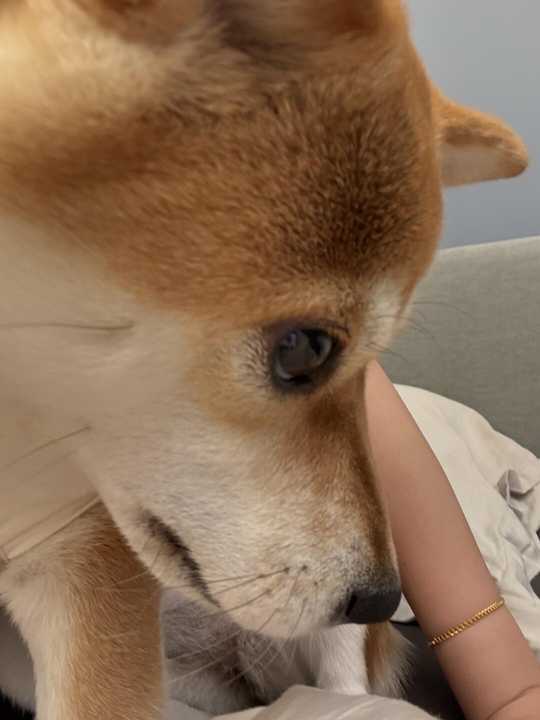 我的小狗有美瞳线