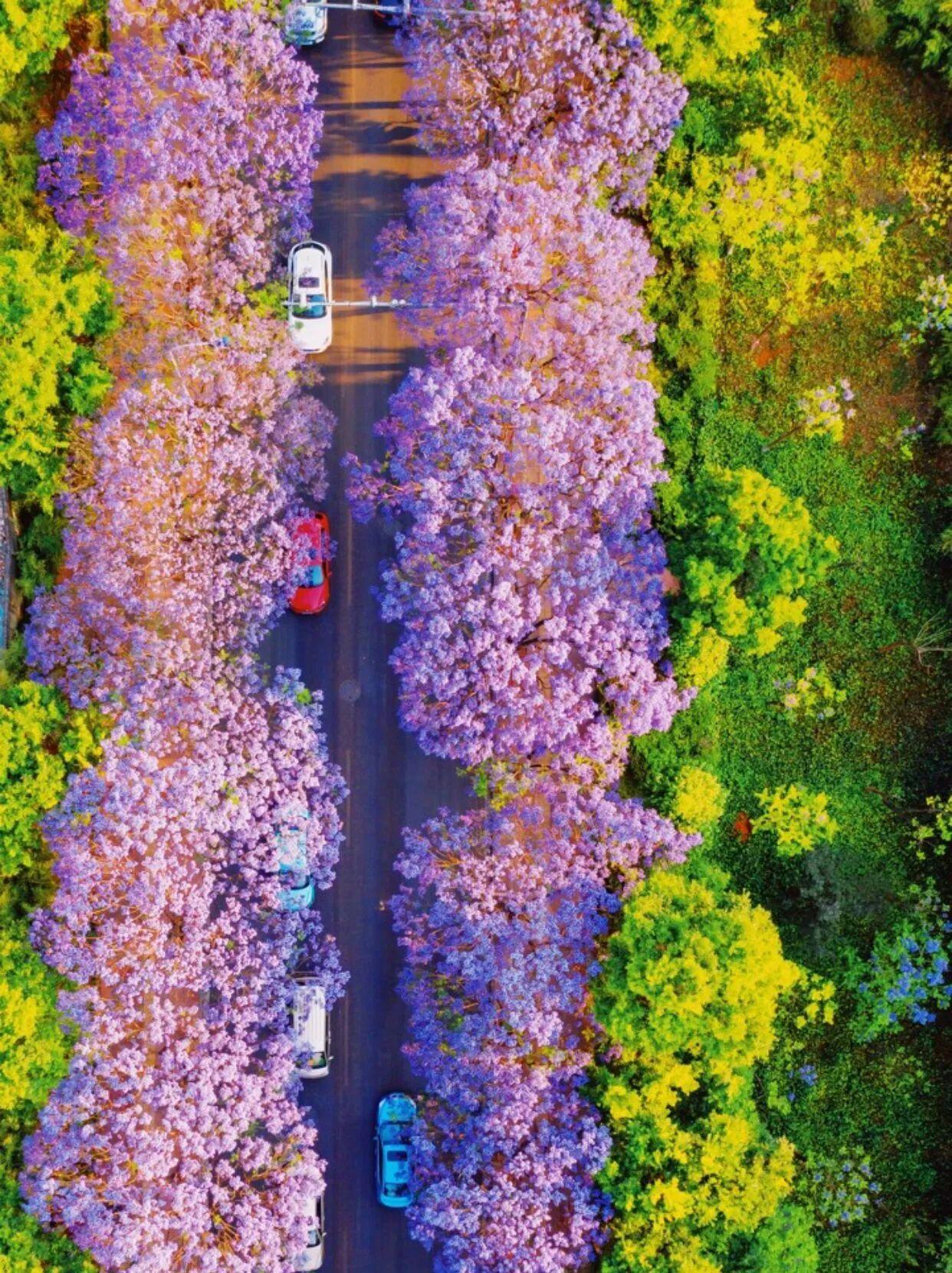 💜“总要为了这抹紫色去趟昆明吧！”
现在的昆明，已经美成了莫奈笔下的油画。如果