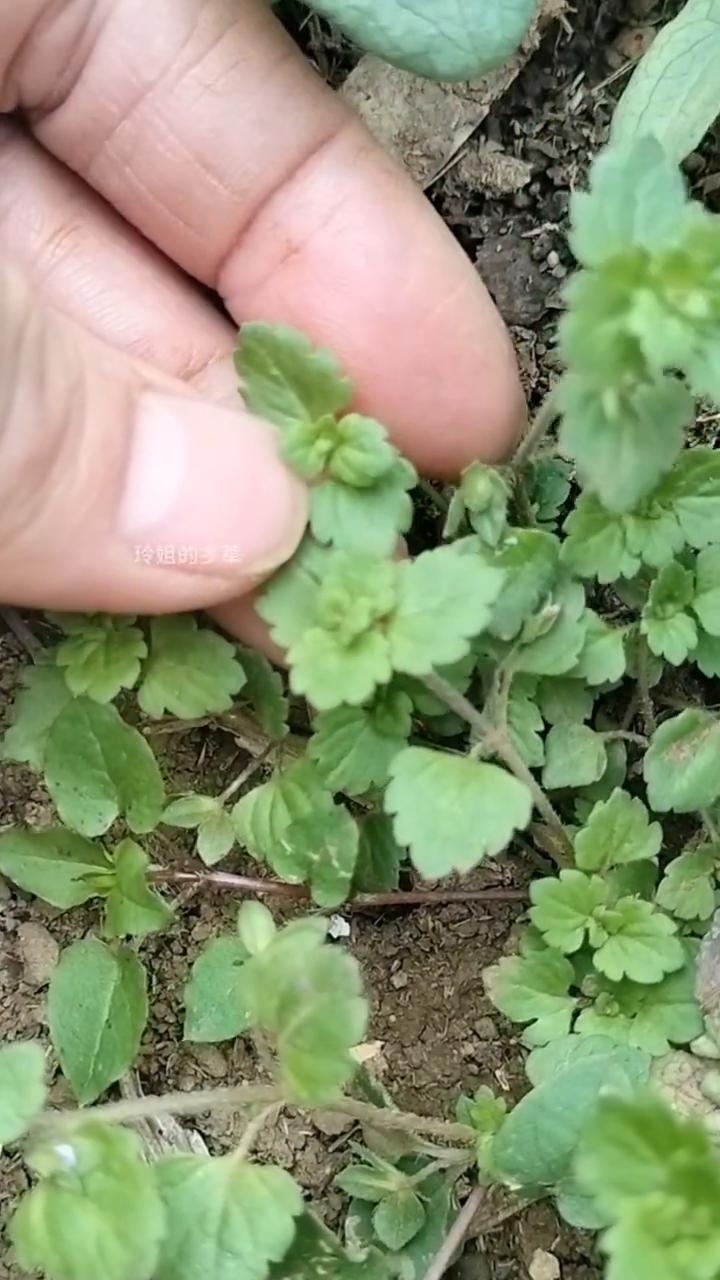 双腰草。
玲姐的乡草。
请注意，要是你在田间地头发现这种植物，那你就有救了。它可